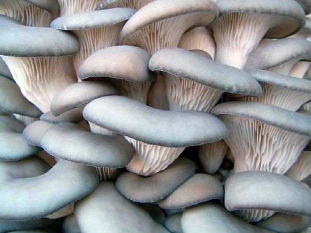 Выращивание грибов в погребе