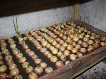 Выращивание лука на перо в подвале