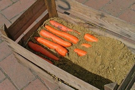 хранение морковки в погребе