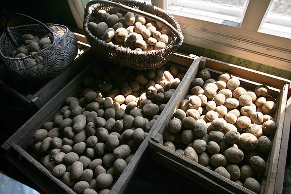 Как хранить картофель, если нет погреба