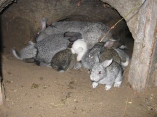 Кролики в погребах