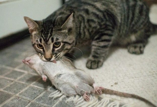 Как Избавиться От Мышей И Крыс В Погребе