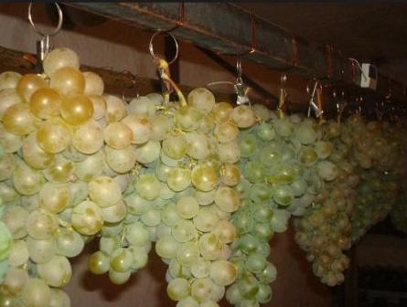 Хранения винограда на проволоке