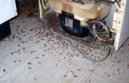 Фото травим тараканов в подвале